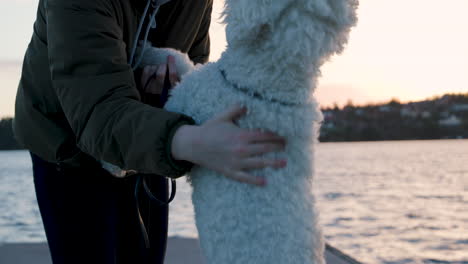 woman by water petting standing white standard poodle dog in slow motion