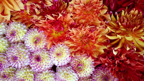 dalia flowers in different colours