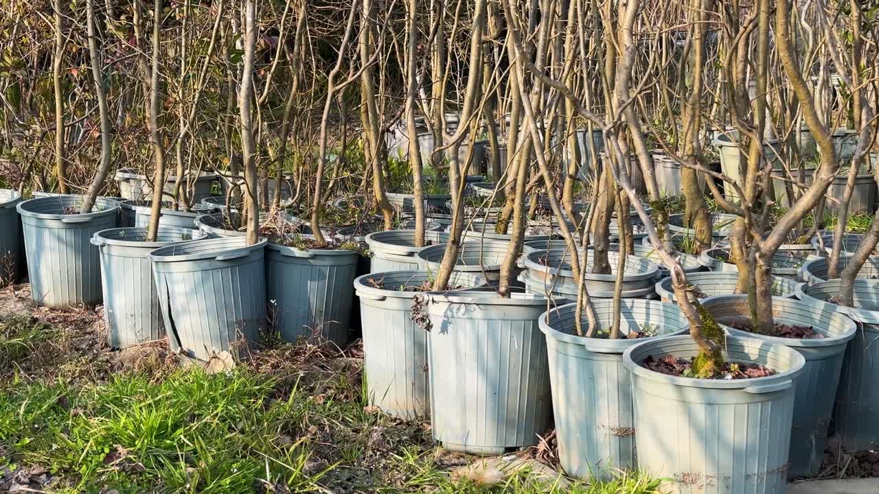 garden in local farm saudi arabia nature landscape tourism iran gilan decorative ecology field flowers of forest fresh growth landscaping nursery orchard in outdoor seasonal seedling shrub tree trees