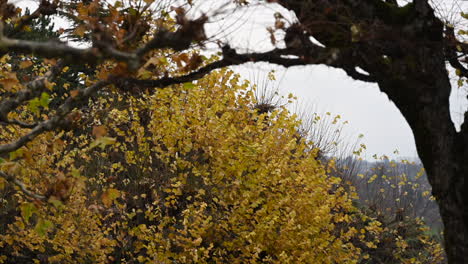 Autumn-trees-in-a-park-in-Switzerland,-yellow-leaves-with-an-approaching-winter,-temperatures-fall,-nature-view