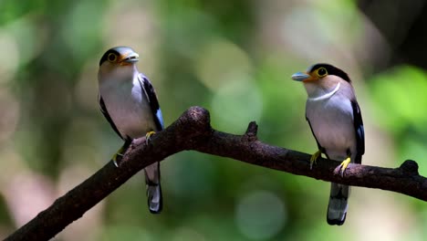 two individuals ready to deliver food to their nestlings as they look around, silver-breasted broadbill, serilophus lunatus, kaeng krachan national park, thailand