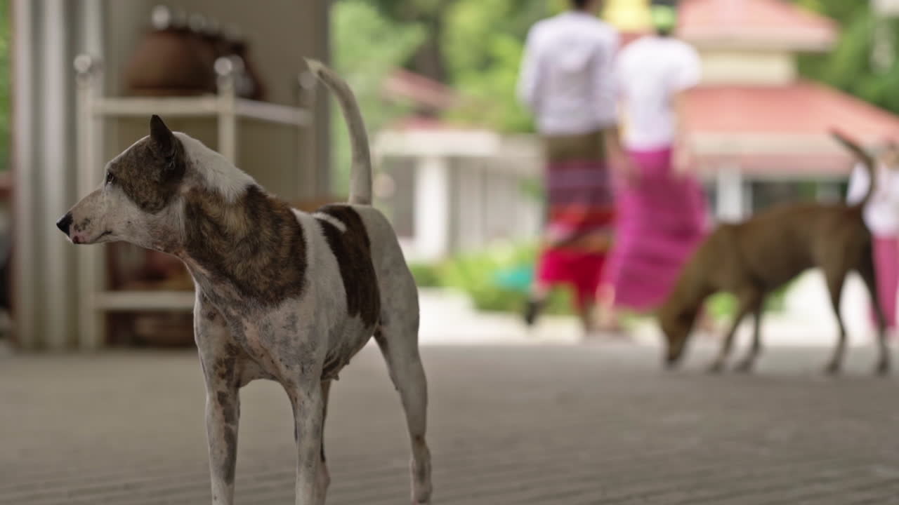 두 명의 버마 여성이 배경을 걷고 있는 카메라 앞에 서 있는 두 개의 색깔 있는 개