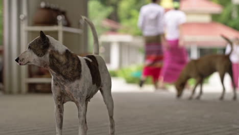 Perro-De-Dos-Colores-Parado-Frente-A-La-Cámara-Con-Dos-Mujeres-Birmanas-Caminando-En-El-Fondo