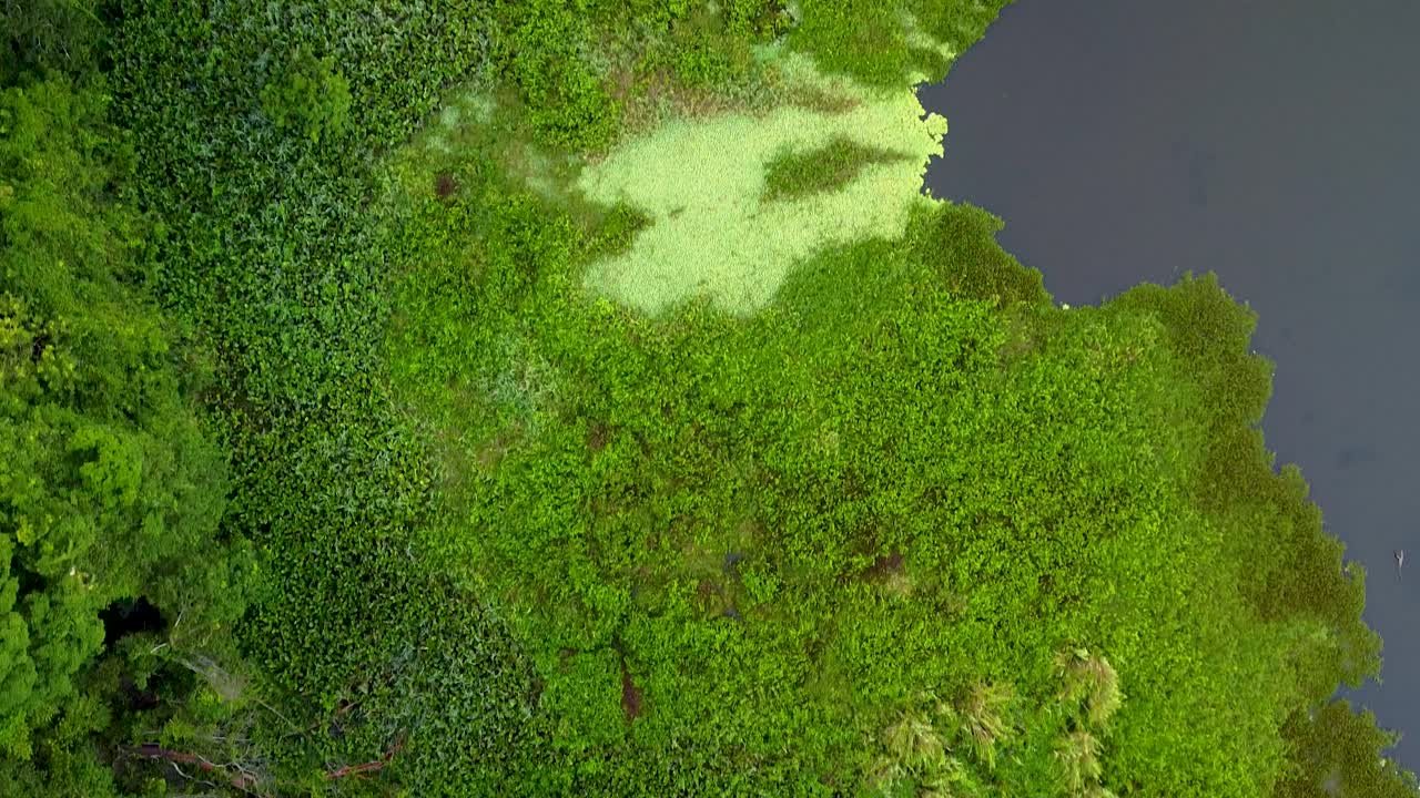 Ripresa aerea dall'alto della giungla pluviale in Messico con palude e foglie sul lago durante una giornata di sole.