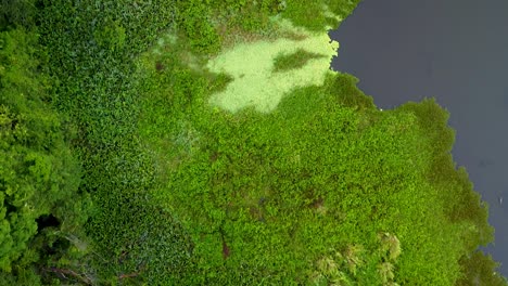 aerial top down shot of rainforest jungle in mexico with swamp and leaves on lake during sunny day