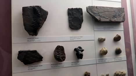 Blattfossilienausstellung-Im-Naturkundemuseum