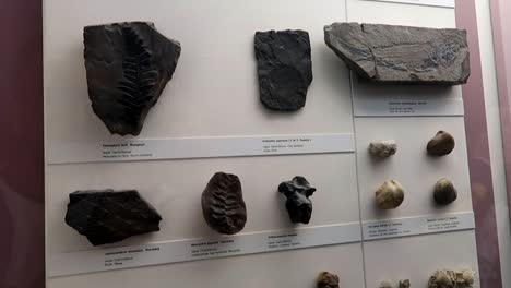 exposición de fósiles de hojas en el museo de historia natural