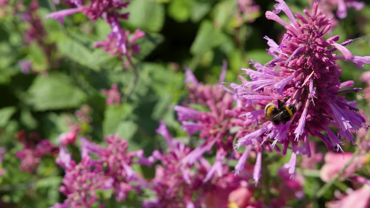 Bee collects pollen from vibrant purple flower, macro close-up, natural sunlight, shallow depth of field