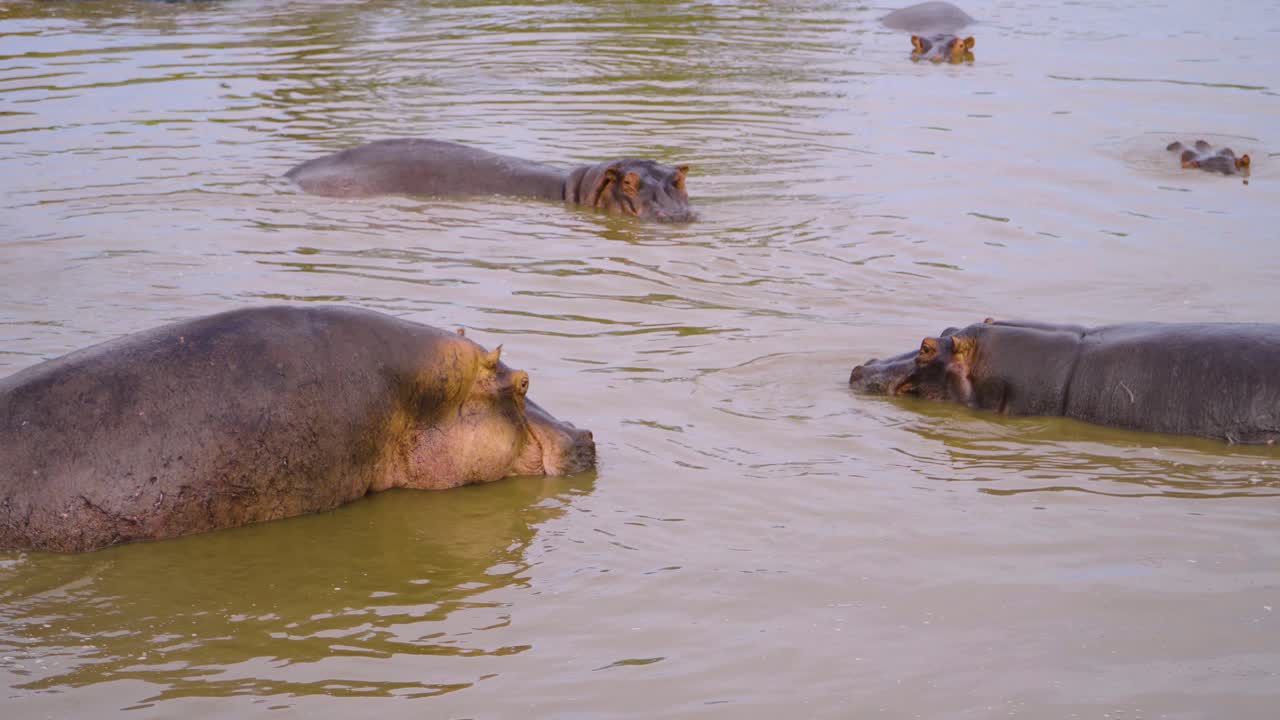 hipopótamos descansando en el agua bajo el sol de la sabana africana