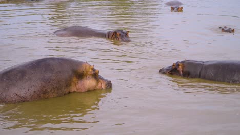 hippos resting in the water under the sun of the african savanna