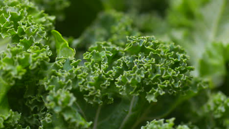 Kale-in-a-bowl-rotating