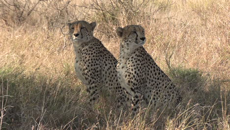 Two-cheetah-brothers-sit-in-the-grass-and-look-around-to-spot-prey