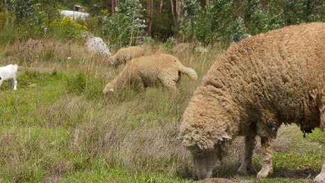 ovejas pastando, comiendo hierba en la ciudad enterrada de yungay