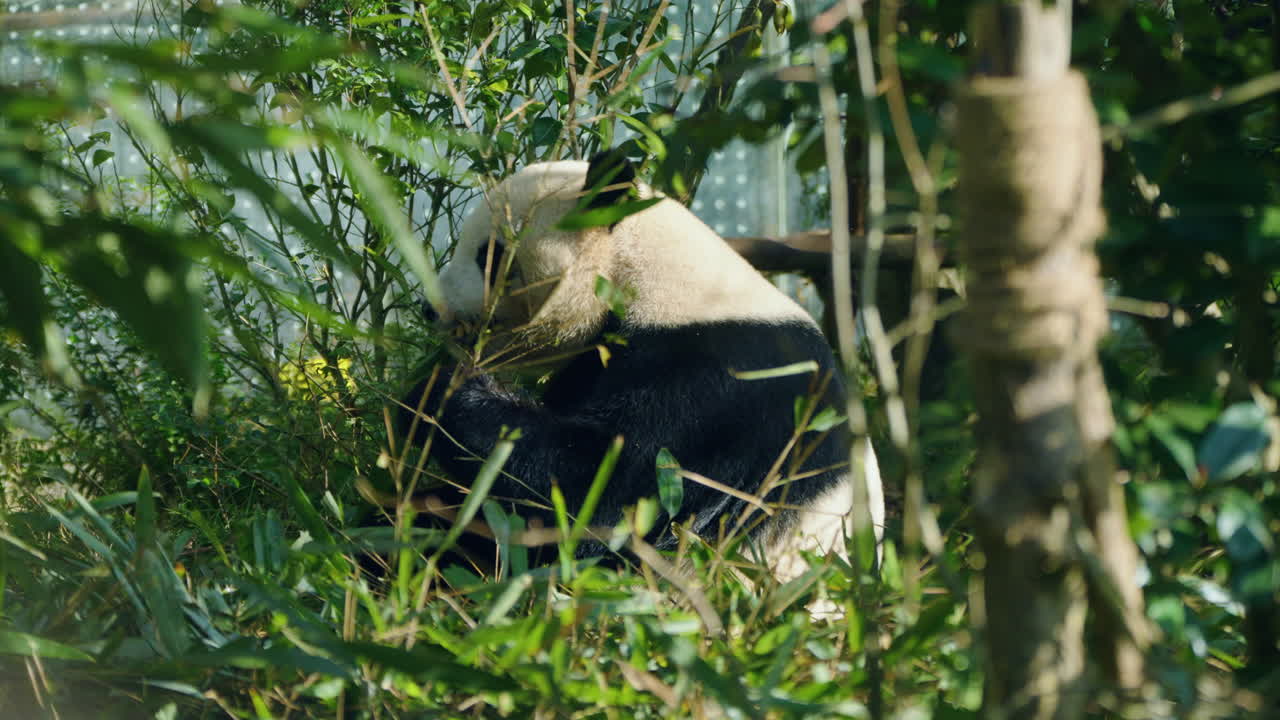 Panda velká si pochutnává na bambusových listech ve svém přirozeném prostředí v čínském Čcheng-tu. - detailní záběr