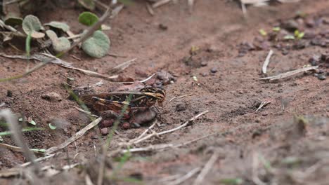 grasshopper, caelifera