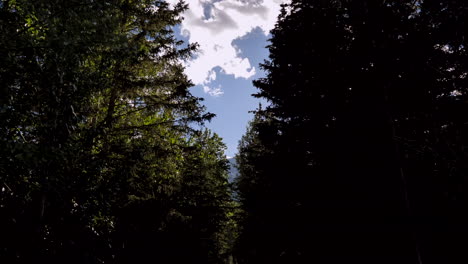 Lost-in-Tall-Deep-Dark-Forest-in-the-Mountains