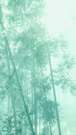 foggy bamboo forest