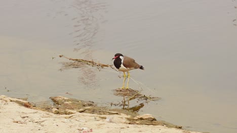 Red-wattled-lapwing-(Vanellus-indicus)-is-an-Asian-lapwing-or-large-plover,-a-wader-in-the-family-Charadriidae.-Ranthambore-National-Park-Sawai-Madhopur-Rajasthan-India