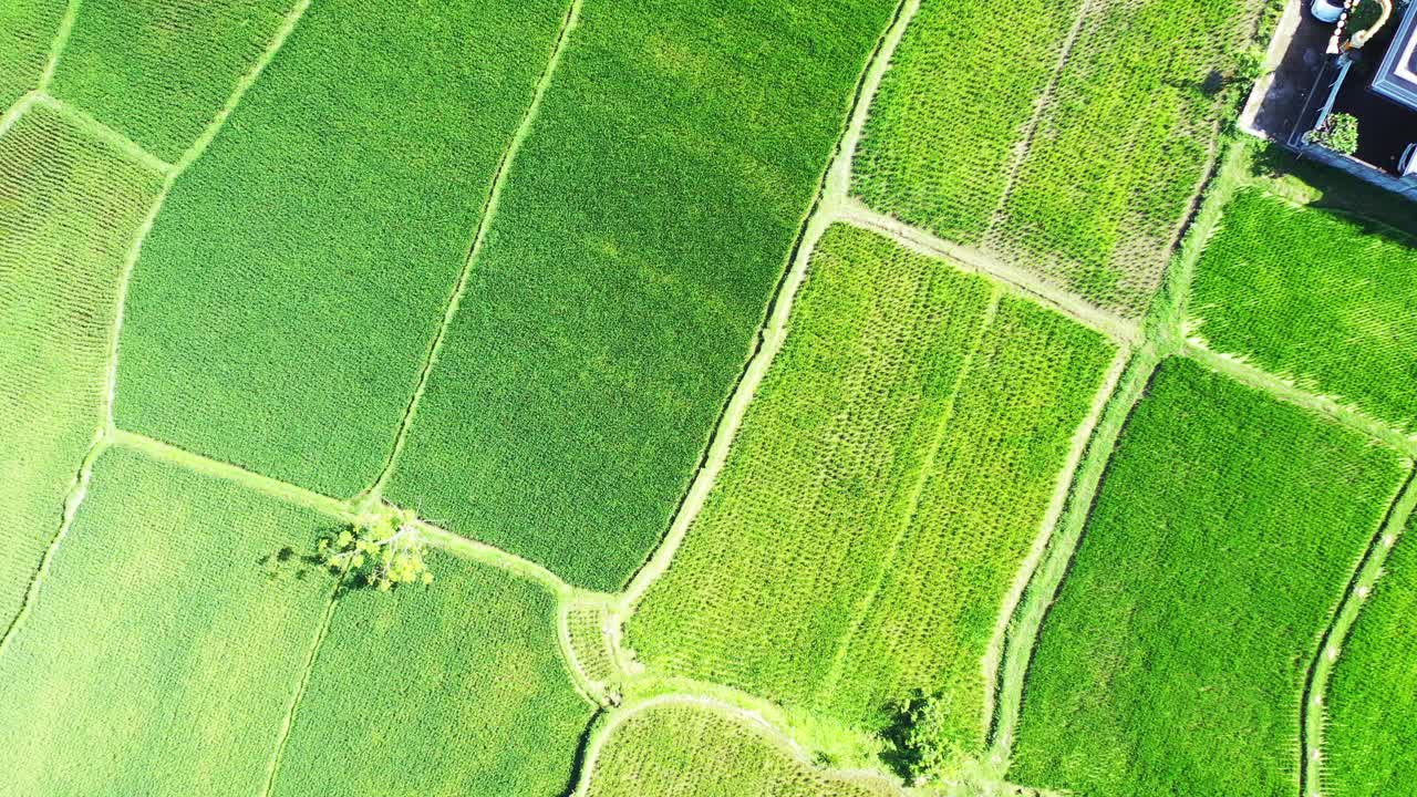 tailandia, hermoso patrón de campos de arroz planos verdes