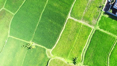 Thailand,-beautiful-pattern-of-green-flat-rice-fields