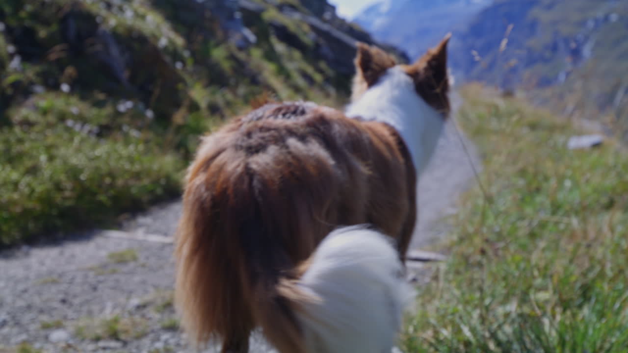 Peaceful summer hike in the Swiss Alps near Mauvoisin, Val de Bagnes, with a border collie enjoying nature, alpine trails, and the turquoise Lac de Mauvoisin under clear blue skies.