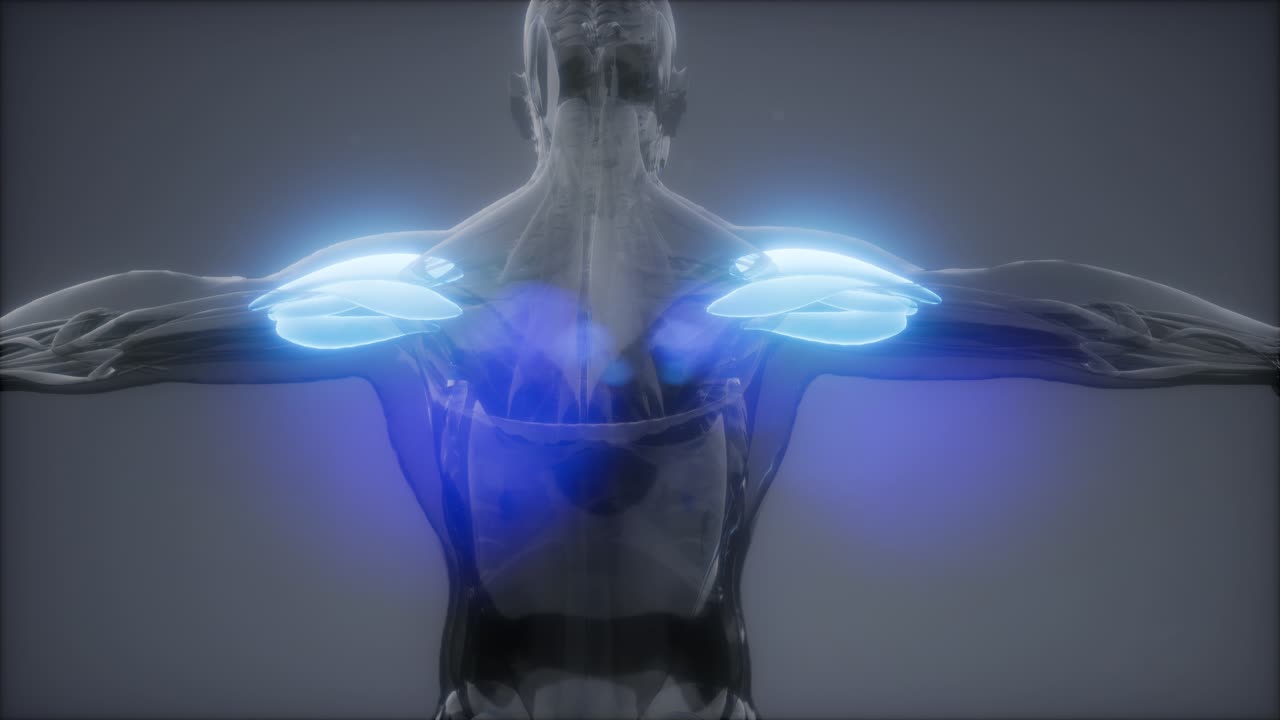 델토이드 - 눈에 보이는 근육 해부학 지도