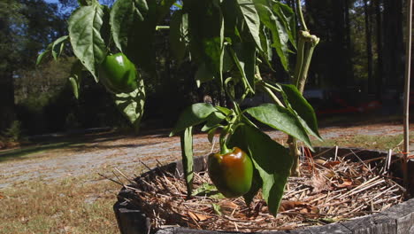 bell pepper plant with pepper turning red