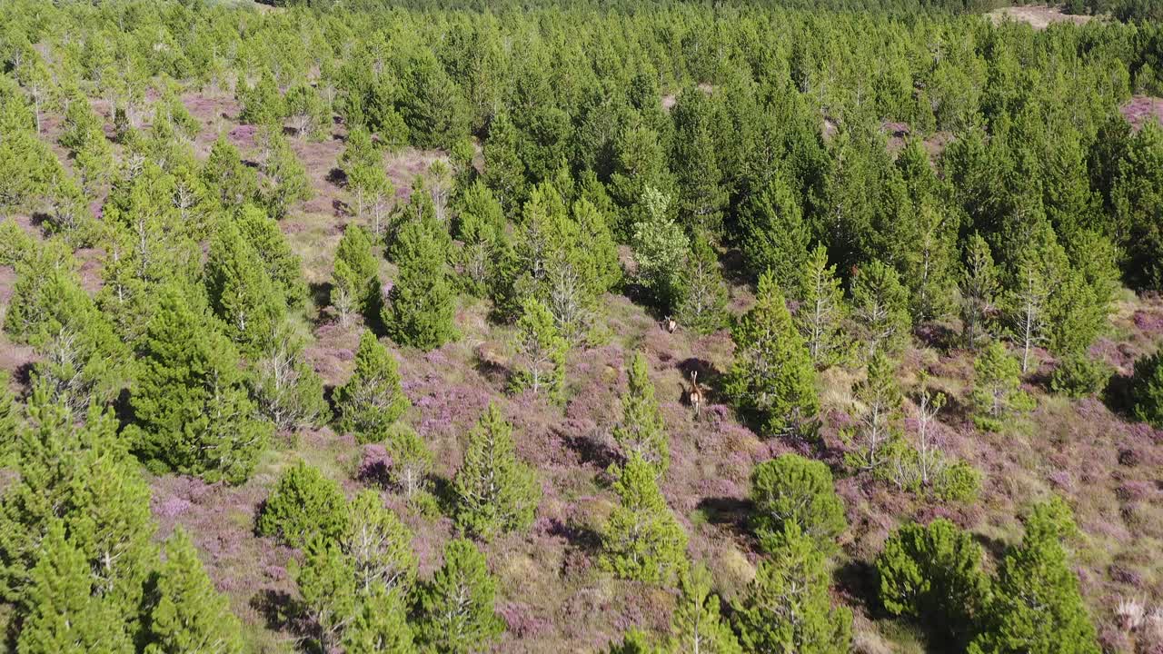 un avión no tripulado rastreando una manada de ciervos rojos corriendo a través de un bosque en la isla de lewis, parte de las hébridas exteriores de escocia