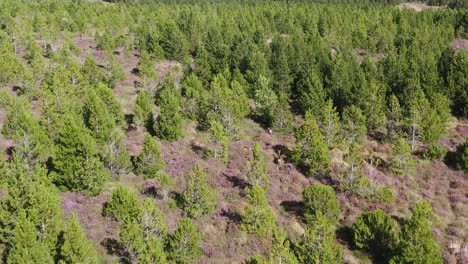 drone shot tracking a herd of red deer running through a forest on the isle of lewis, part of the outer hebrides of scotland