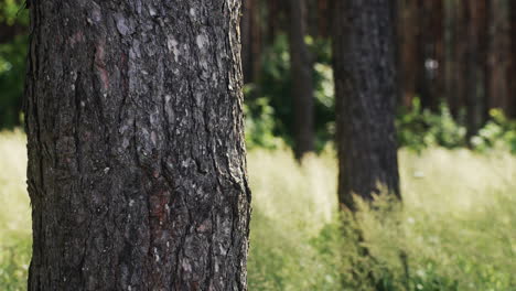 forest in the daylight