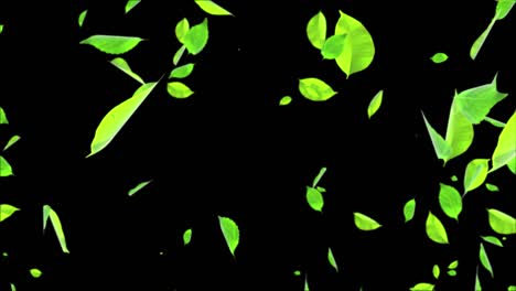 natural green leaves falling realistic 3d alpha channel loop animation 3d 4k. natural sale.