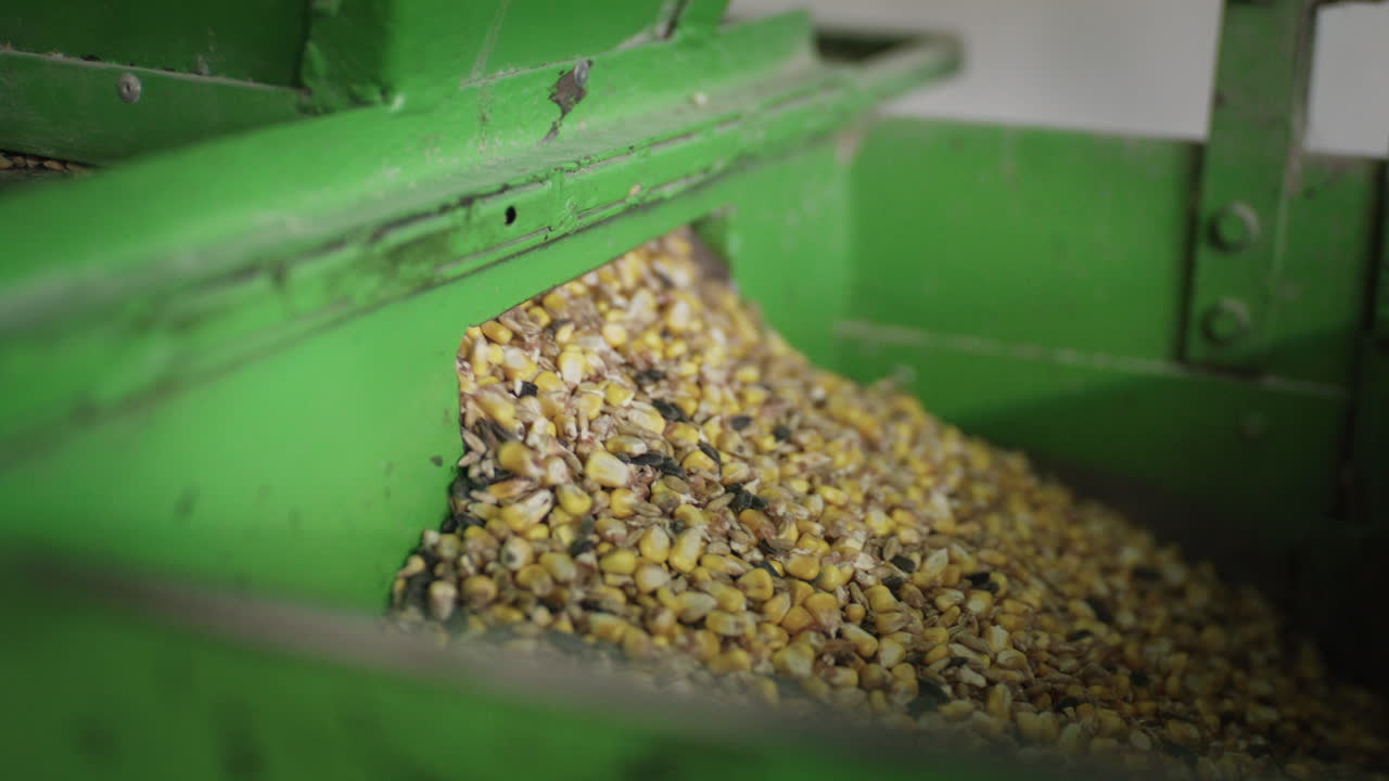 Mangime misto per animali, inclusi mais e semi, che scorre continuamente da una macchina agricola di lavorazione verde in una fattoria.