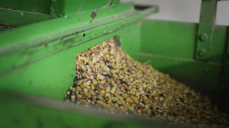 Mixed animal feed including corn and seeds continuously flows from a green agricultural processing machine on a farm