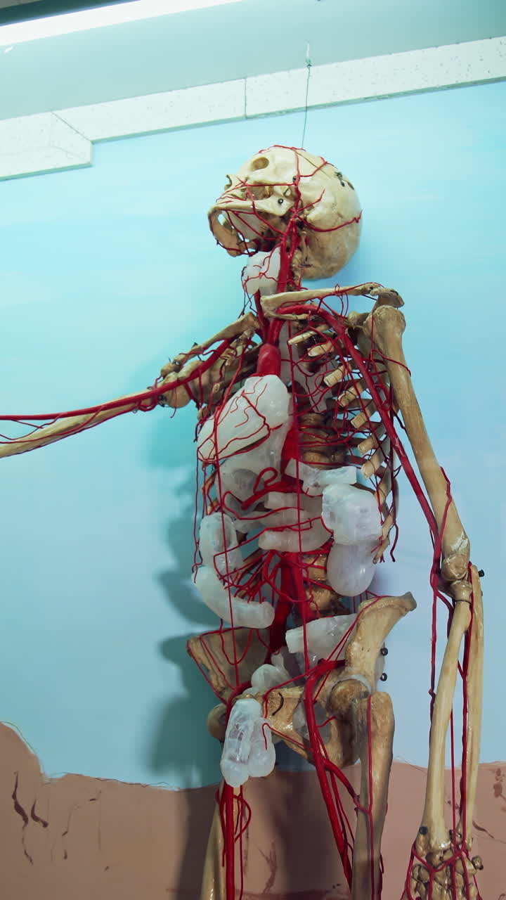 Skeleton In Medical Museum. Human skeleton model on display at medical museum. Vertical video