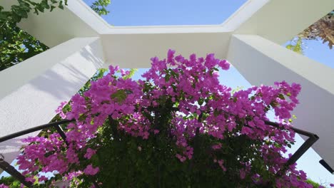 Schöne-Rosa-Lila-Bougainvillea-Kriechblumen-Wiegen-Sich-Im-Wind