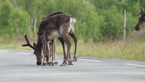 Vida-Silvestre-Con-Astas-De-Reno-En-La-Carretera-En-El-Parque-Nacional-Anderdalen,-Senja,-Noruega