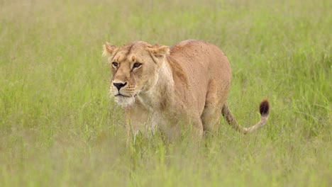 León-En-Cámara-Lenta-Caminando-En-La-Hierba-De-La-Sabana-De-Tanzania-En-El-Parque-Nacional-Serengeti-En-áfrica,-Leona-Y-Leones-En-Un-Exuberante-Paisaje-De-Pastos-Verdes-En-La-Sabana-En-Un-Safari-De-Vida-Silvestre-De-Animales-Africanos