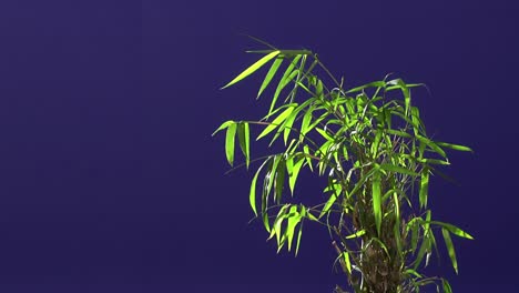 ground plant with blue screen background