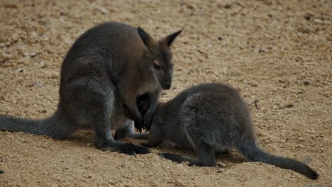 Red-Kangaroo-Nursing-Her-Joey---close-up