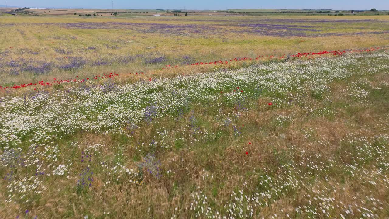 vuelo con un dron sobre campos de cultivo con una gran diversidad de flores vemos flores blancas en el vuelo pasando por una franja de amapolas rojas y llegando a un campo de trigo con flores violetas