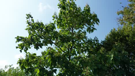 Las-Ramas-De-Los-árboles-Se-Mecen-En-El-Viento,-La-Vista-Aérea-De-Los-Drones,-Nadie,-La-Naturaleza-Y-La-Vegetación-Del-Campo