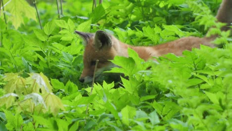 cute red fox cub stands in the grass and looks at the camera