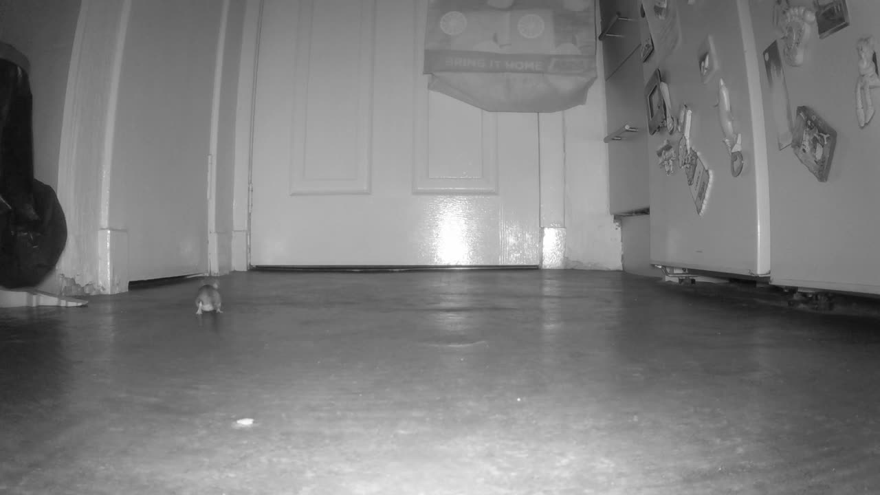 Il topo corre verso la telecamera dall'altra parte della cucina