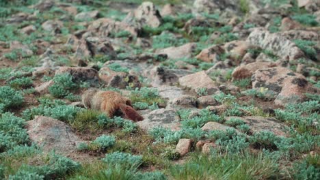 marmot in rocky mountain national park-1