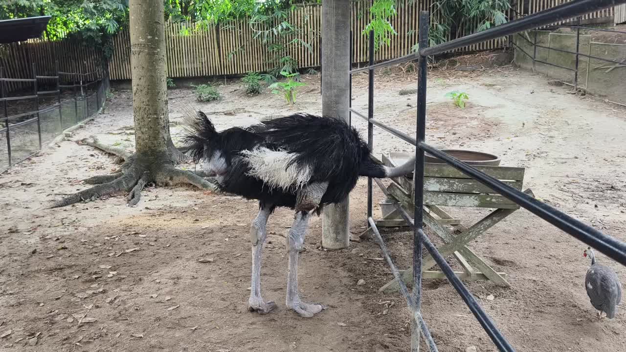 동물원 에 있는 새우