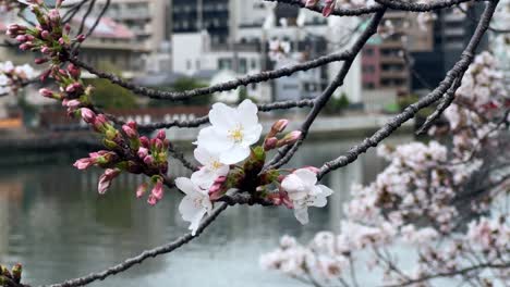 closeup shot of sakura cherry blossom flowers above japanese river and city iconic petals blowing in the wind