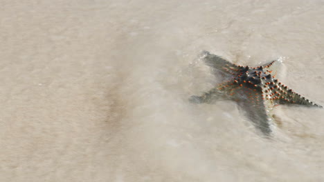 Green-starfish-on-shore-at-beautiful-beach-on-sunny-day,a-wave-overwhelms-the-starfish,-slow-motion-at-30-fps