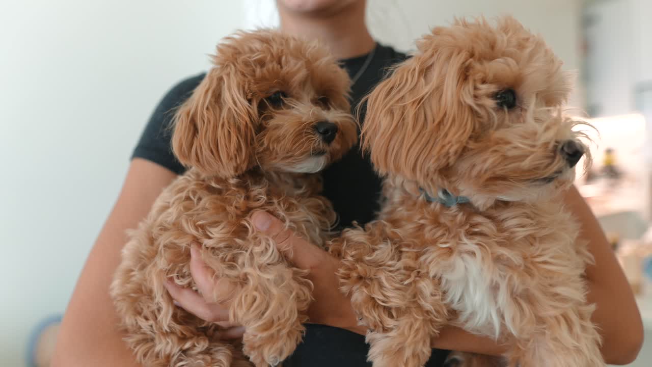 Persona che tiene in braccio due adorabili cuccioli marroni e soffici