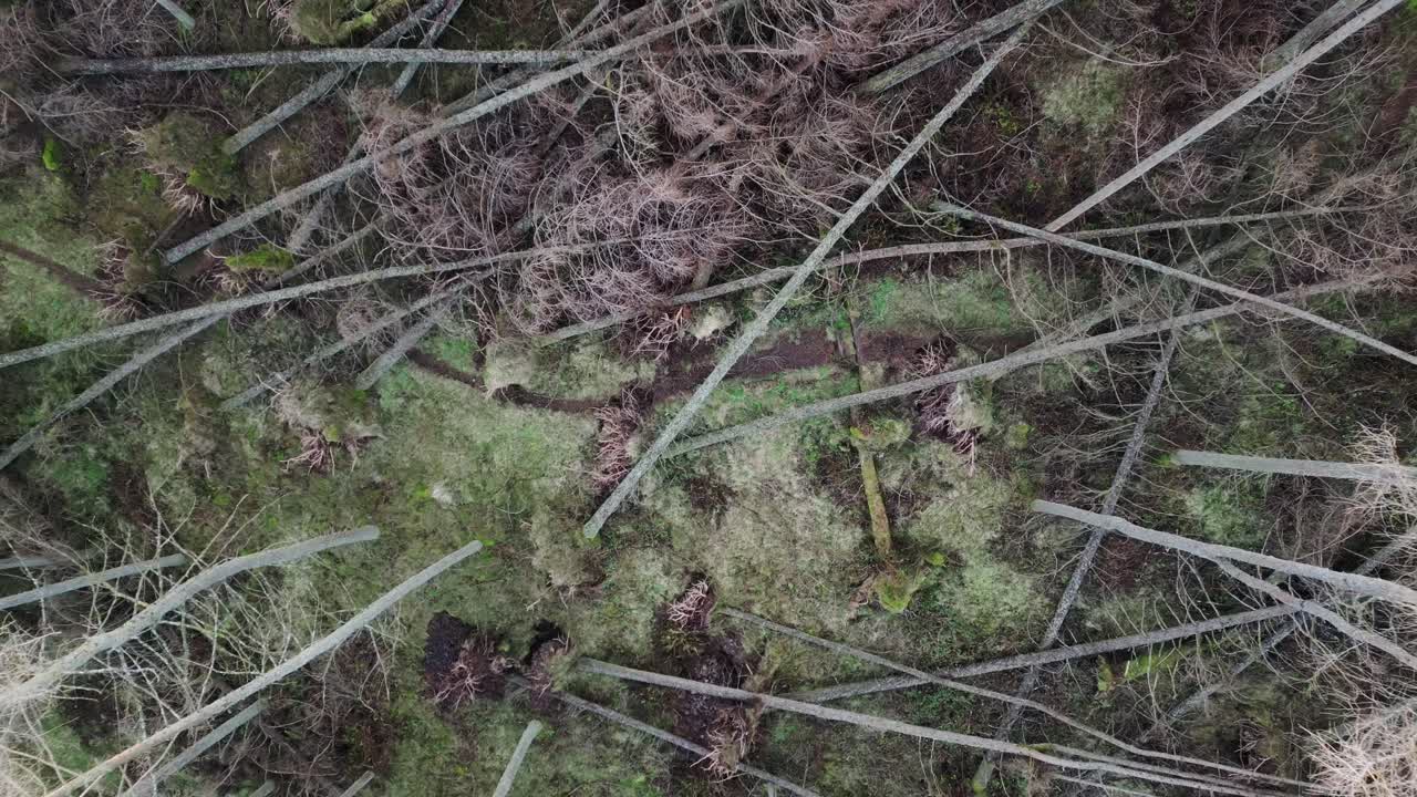 Drone view of walking path in the forest blocked by fallen uprooted trees after a storm