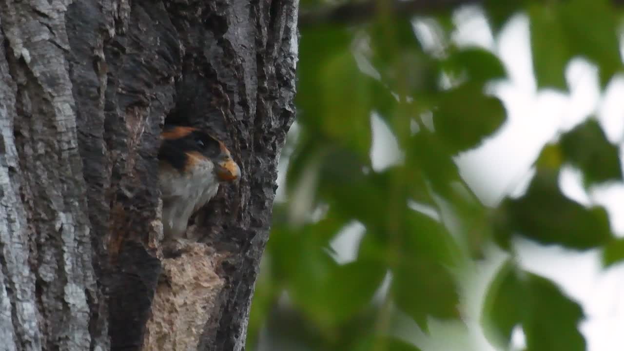 el falconet de muslo negro es una de las aves rapaces más pequeñas que se encuentran en los bosques de algunos países de asia